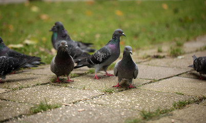 autumn birds - pigeons looking for food on a pavement