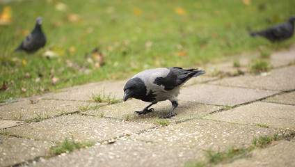 autumn birds - hooded crow looking for food on a pavement