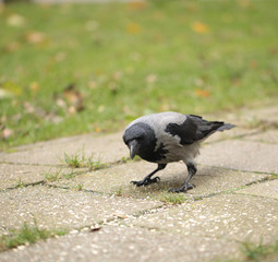 autumn birds - hooded crow looking for food on a pavement