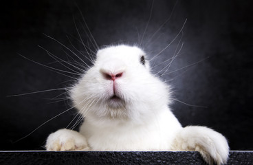 
White rabbit on the black background in the studio - 176449541