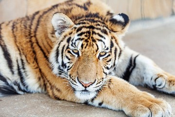Tiger.