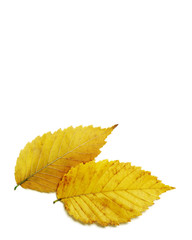 Pair of brilliant yellow gold autumn elm leaves isolated on white background