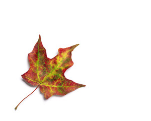 Brilliant fall colors on an autumn maple tree leaf isolated on white background