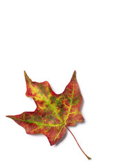Brilliant fall colors on an autumn maple tree leaf isolated on white background
