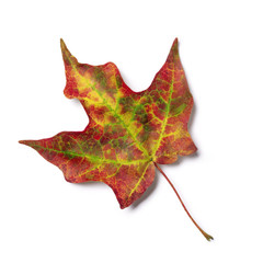 Brilliant fall colors on pair of autumn maple tree leaves isolated on white background