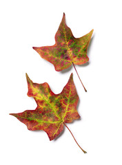 Brilliant fall colors on pair of autumn maple tree leaves isolated on white background