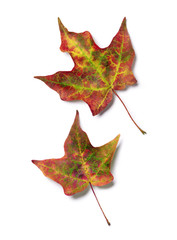 Brilliant fall colors on pair of autumn maple tree leaves isolated on white background