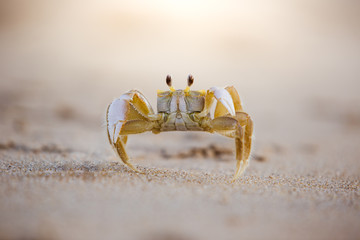 cute sand crab