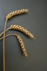 Vertical image of three spikes of wheat on grey metal background