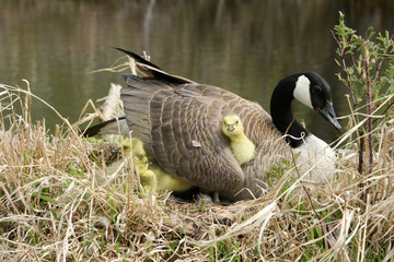 Canada Goose Gosling Getting Comfortable Under a Wing