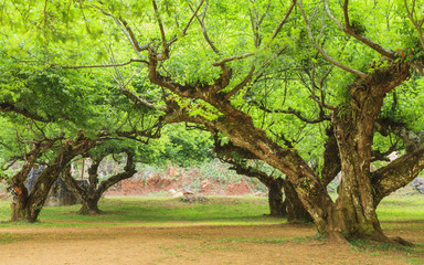 Close-up plum tree at doi angkhang mountain, Chiangmai north of  Thailand.