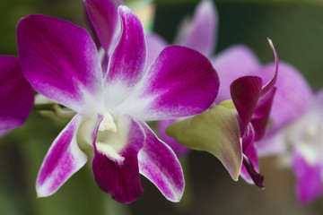 Pink orchid flower.