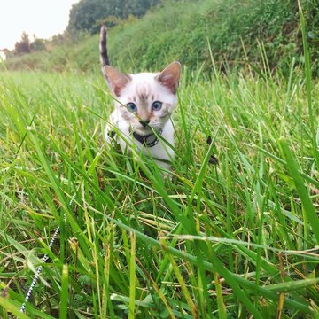 piccolo gattino fa la passeggiata