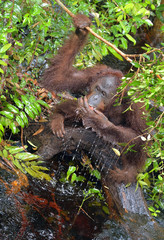Orangutan drinking water from the river in the jungle. Central Bornean orangutan ( Pongo pygmaeus wurmbii ) in the wild nature, natural habitat. Tropical Rainforest of Borneo. Indonesia
