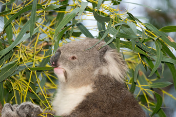 Koala head profile