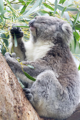 Koala holds leaves vert
