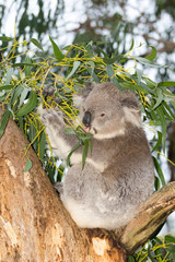 Koala looking into camera vert.