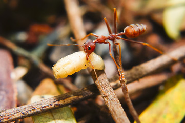 Fire Ants Teamworks Carry Maggots To The Nest, Selective Focus