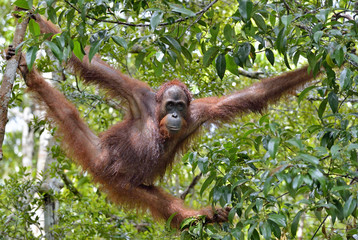 Bornean orangutan on the tree under rain in the wild nature. Central Bornean orangutan ( Pongo pygmaeus wurmbii ) on the tree  in natural habitat. Tropical Rainforest of Borneo.Indonesia