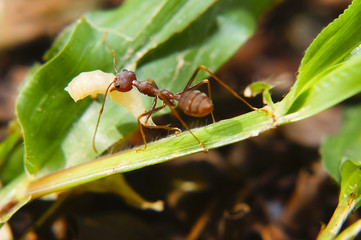 Fire Ants Teamworks Carry Maggots To The Nest, Selective Focus
