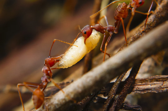 Fire Ants Teamworks Carry Maggots To The Nest, Selective Focus