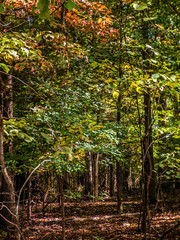 Autumn Forest