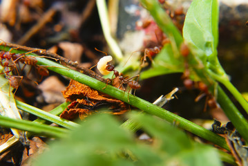 Fire Ants Teamworks Carry Maggots To The Nest, Selective Focus