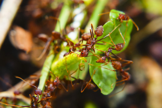 Fire Ants Teamworks Carry Caterpillars To The Nest, Selective Focus