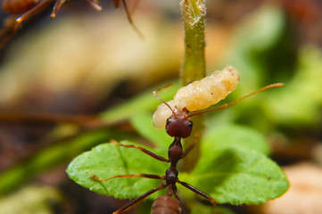 Fire Ants Teamworks Carry Maggots To The Nest, Selective Focus