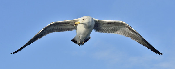 Flying Juvenile Kelp gull (Larus dominicanus), also known as the Dominican gull and Black Backed Kelp Gull. Blue sky background. False Bay, South Africa