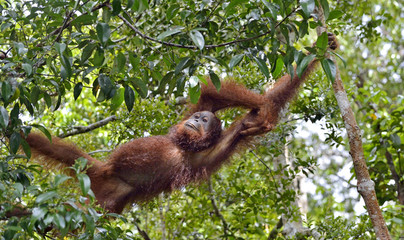 Bornean orangutan on the tree under rain in the wild nature. Central Bornean orangutan ( Pongo pygmaeus wurmbii ) on the tree  in natural habitat. Tropical Rainforest of Borneo.Indonesia