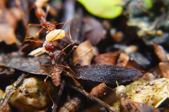 Fire Ants Teamworks Carry Maggots To The Nest, Selective Focus