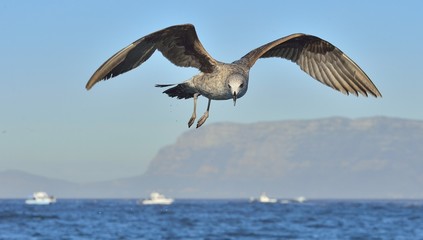 Flying Juvenile Kelp gull (Larus dominicanus), also known as the Dominican gull and Black Backed Kelp Gull. Blue sky background. False Bay, South Africa