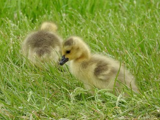 Canadian Geese chicks eating in the grass
