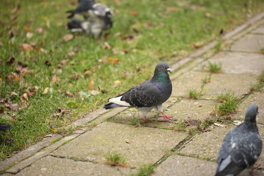 pigeons walking on a pavement and grass