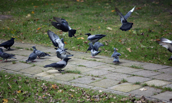 pigeons flying and walking on a pavement and grass