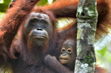 Mother orangutan and cub in a natural habitat. Bornean orangutan (Pongo  pygmaeus wurmmbii) in the wild nature. Rainforest of Island Borneo. Indonesia.