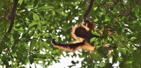 A silhouette of a baby orangutan in green krone of trees. Central Bornean orangutan ( Pongo pygmaeus wurmbii ) on the tree  in natural habitat. Tropical Rainforest of Borneo.Indonesia