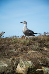 Jeune goéland Ile d'Yeu Vendée France