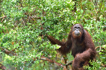 Obraz premium Bornean orangutan on the tree under rain in the wild nature. Central Bornean orangutan ( Pongo pygmaeus wurmbii ) on the tree in natural habitat. Tropical Rainforest of Borneo.Indonesia