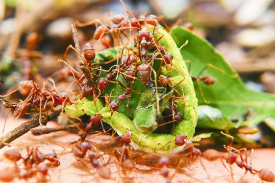 Fire Ants Teamworks Carry Caterpillars To The Nest, Selective Focus