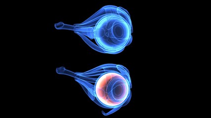 3d illustration of human body eye anatomy