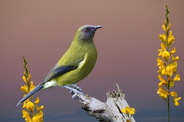 Bell bird