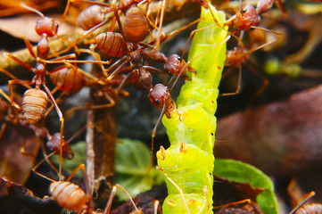 Fire Ants Teamworks Carry Caterpillars To The Nest, Selective Focus