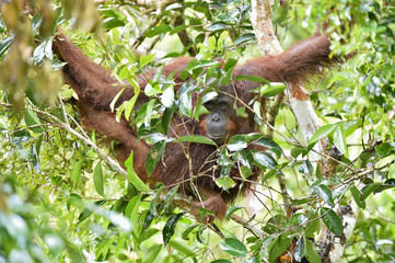 Bornean orangutan  on the tree under rain in the wild nature. Central Bornean orangutan ( Pongo pygmaeus wurmbii ) on the tree  in natural habitat. Tropical Rainforest of Borneo.Indonesia