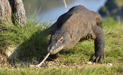 Komodo dragon ( Varanus komodoensis ) with the  forked tongue sn