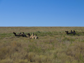 A herd of bactrian camels feed on grass