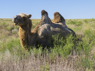 A herd of bactrian camels feed on grass