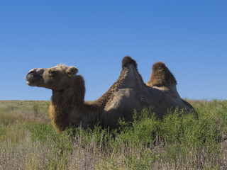 A herd of wild two-humped camels feed on grass