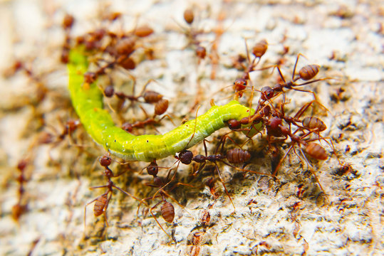 Fire Ants Teamworks Carry Caterpillars To The Nest, Selective Focus